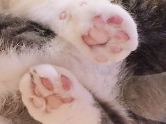 -滚猫咖啡·猫咖·猫友好撸猫(未来城店)