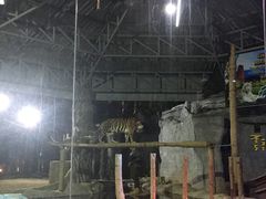 -清迈夜间动物园