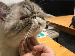 -猫色咖啡·猫咖
