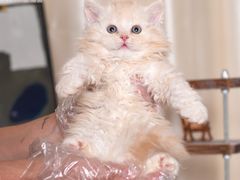 -小猫来了·猫舍(红山六九七九店)