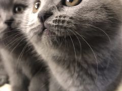 -喵zoo家庭繁育猫舍(尖东智能花园店)