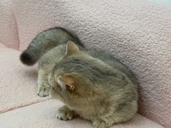 -青奢宠物·青奢猫舍