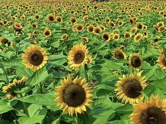-径山花海