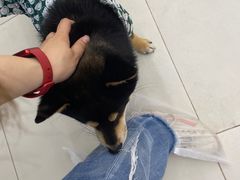 -怪兽屋·羊驼·猫咖·狗咖(俊华广场店)