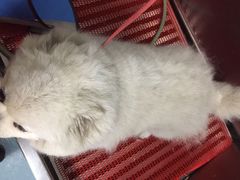 -瑞派宠物医院·24小时骨科·心脏·核磁(哈尔滨南岗店)