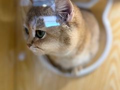 -平行世界·猫咖(首经贸店)