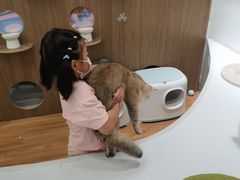 -COLOR PETS 撸猫馆·购猫·猫咖(长风大悦城店)