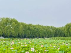 -东升八家郊野公园