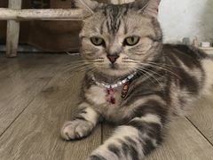 -海边的猫和咖啡馆