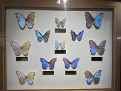 -上海昆虫博物馆