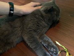 -李小姐の猫咖啡馆(五角场店)