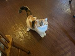-猫岛主趣味餐厅(鼓浪屿店)