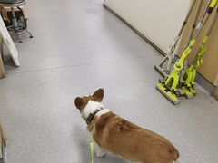 -康成宠物医院24H·CT·核磁共振