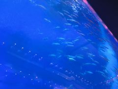 -成都浩海立方海洋公园