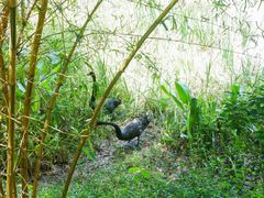 -广州白江湖森林公园