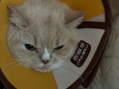 -御宝贝·A梦猫科宠物医院(国际猫友好医院)