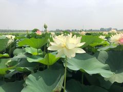 -焦岗湖旅游度假区
