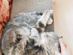 -猫咪派对(江南西店)