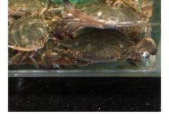 水产区-盒马鲜生(悠方店)