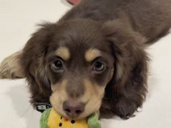 -FAELING PETS美天灵宠物(富力广场店)