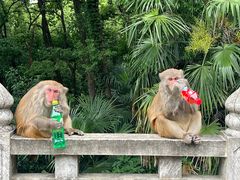 -苏州上方山国家森林公园