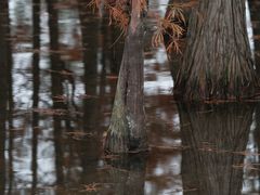 -白鹭湾湿地公园
