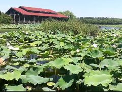 -荷塘月色湿地公园·向阳花洲