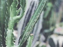 -南山植物园