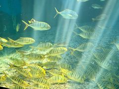 -泉城欧乐堡海洋极地世界