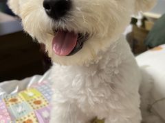 -翊宠yipet猫狗购宠庄园犬舍•猫舍