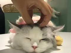 -怪兽屋·羊驼·猫咖·狗咖(俊华广场店)