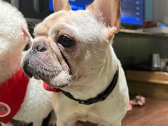 -more than meow吴止猫主题餐厅(承德 中船汇店)