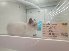 -1013 PET SHOP精品宠物商店(丁香店)