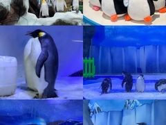 -海合安成都极地海洋公园
