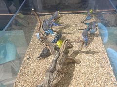 -怪兽屋·羊驼·猫咖·狗咖(俊华广场店)