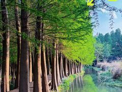 -洱海月湿地公园