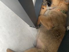 -博特宠物医院24h犬猫全科.骨科·异宠