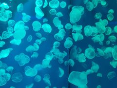 -正佳极地海洋世界
