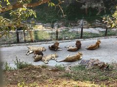 -大连森林动物园