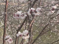 -桃花堤公园
