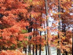 -上海海湾国家森林公园