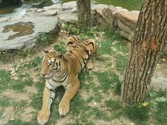 -北京野生动物园