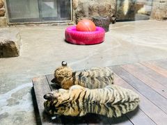 -上海野生动物园
