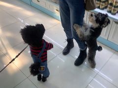 -翊宠yipet猫狗购宠庄园犬舍•猫舍