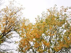 -金塔沙漠胡杨林景区