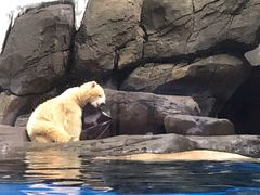 -海合安武汉极地海洋公园