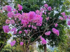 -东莞植物园