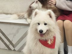 -星多哈·狗咖·拼豆·咖啡