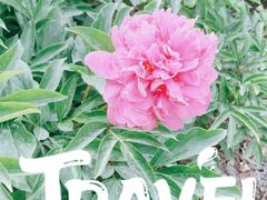 景点-天津水上公园