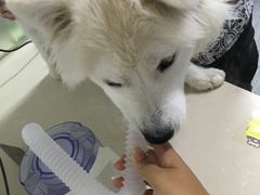 -美联众合动物医院·24h京西诊疗中心